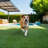 Dog Friendly Backyard Ideas to Create a Paw-fect Paradise for Your Furry Friend