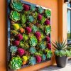 Succulent wall frames are easy