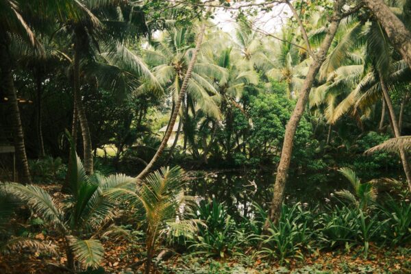 Backyard Tropical Oasis Ideas to Transform Your Outdoor Space